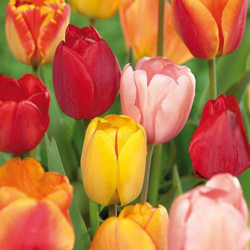 Van Zyverden Tulips Darwin Hybrid Mixture Set of 100 Mammoth Bulbs Mixed Part Sun
